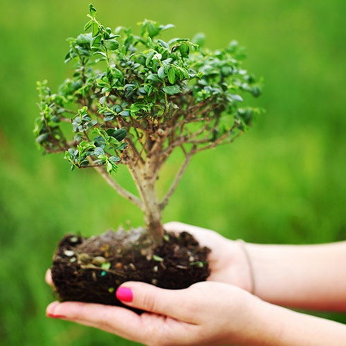 PK Bonsai - Hospital para recuperação de Bonsais em Curitiba