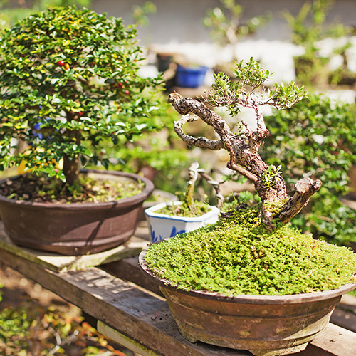 PK Bonsai - Hotel para Bonsais em Curitiba