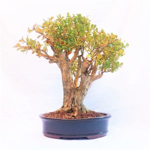 Bonsai de Buxus Sempervirens