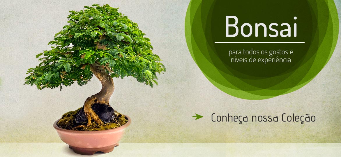 Bonsai Fox - Conheça nossa coleção