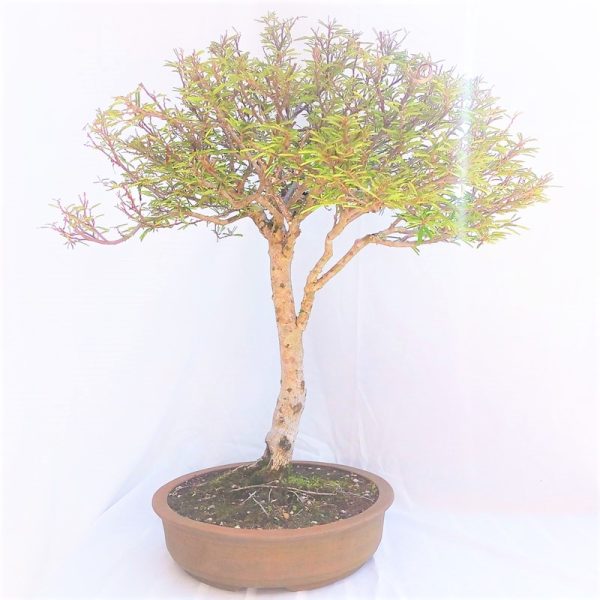 Bonsai de Caliandra Rosa