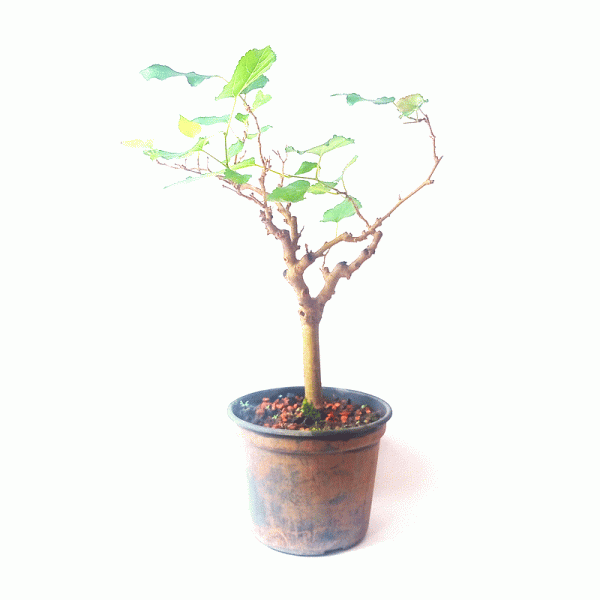 Pré Bonsai de Amoreira