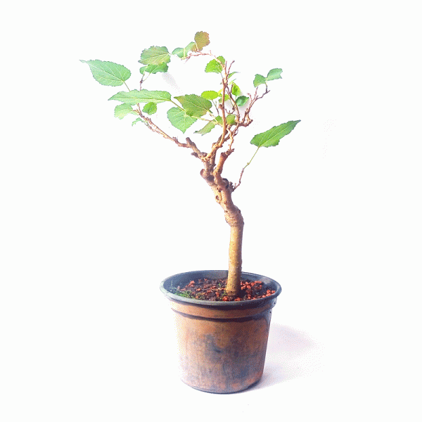 Pré Bonsai de Amoreira 5 Anos - Image 2