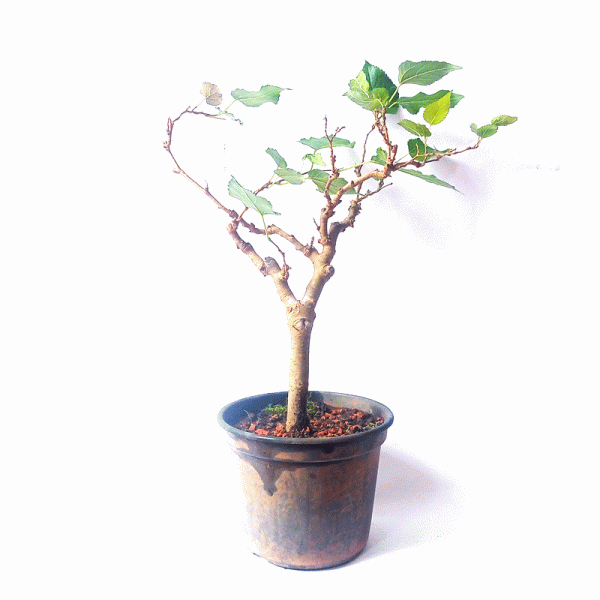 Pré Bonsai de Amoreira 5 Anos - Image 3