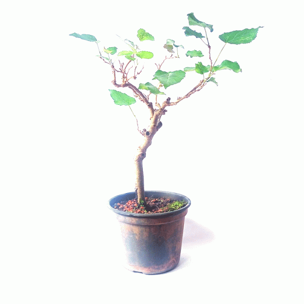 Pré Bonsai de Amoreira 5 Anos - Image 4