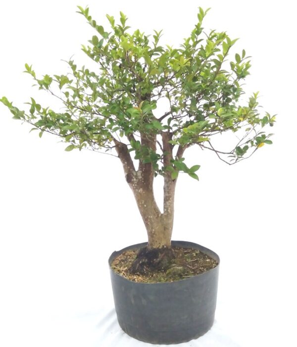 Pré bonsai de Camélia