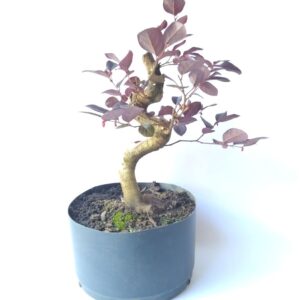 pré bonsai de loropetalum - com movimento de tronco