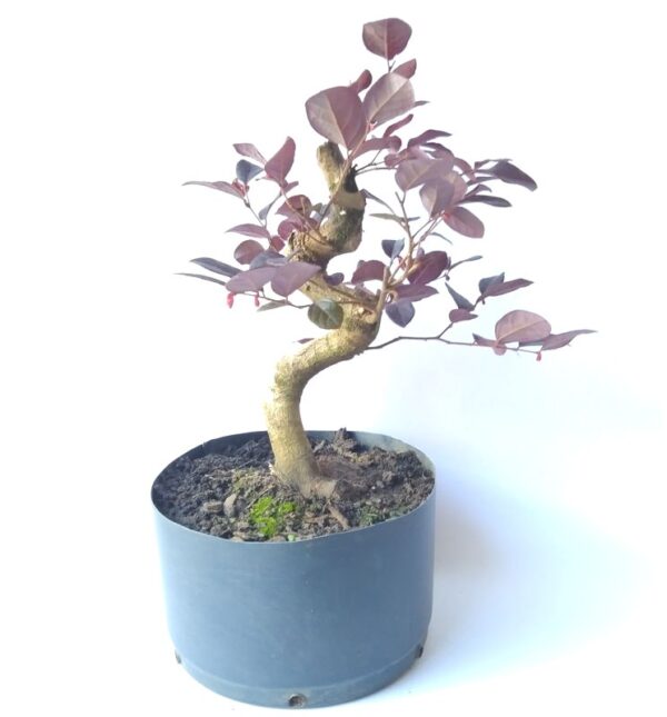 pré bonsai de loropetalum - com movimento de tronco