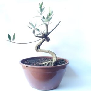 Pré bonsai de oliveira 4 anos
