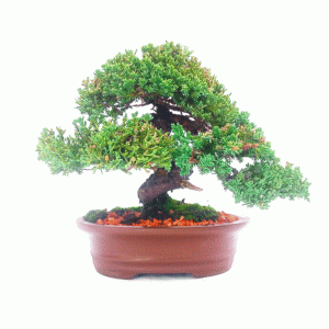 Bonsai de Junípero Procumbens