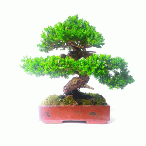 Bonsai de Junípero Procumbens