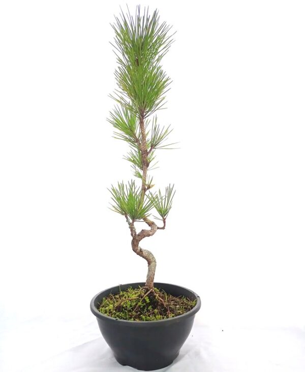 pré bonsai de pinheiro negro