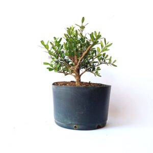 Pré bonsai de buxus harlandii