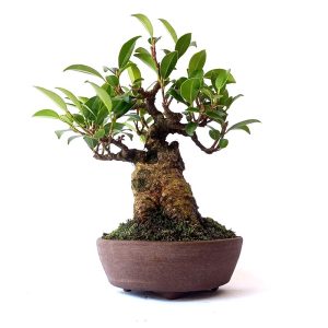 Bonsai de Ficus Retusa