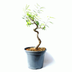 Pré bonsai de Caliandra Rosa