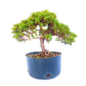 Pré bonsai de Junípero Procumbens