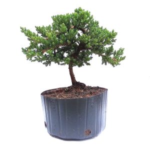 Pré bonsai Junípero procumbens