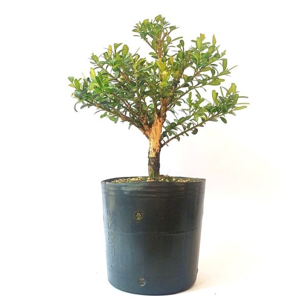 Pré bonsai de Buxus Harlandii