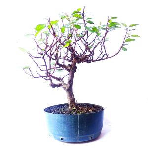 Pré bonsai de Grewia