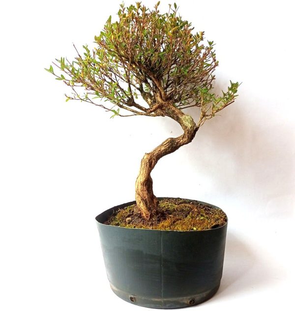 Pré bonsai de serissa chinesa