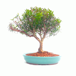 Bonsai de Cereja Anã