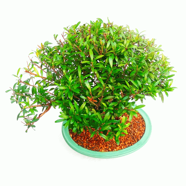 Bonsai de Cereja Anã 8 Anos - Image 2