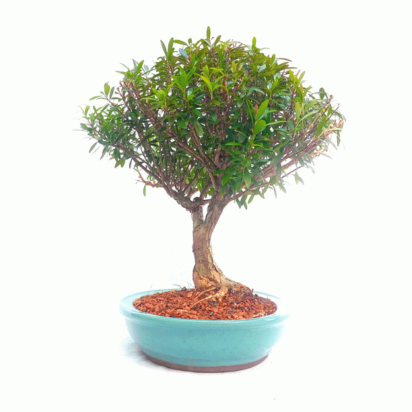Bonsai de Cereja Anã 8 Anos - Image 3
