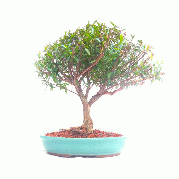 Bonsai de Cereja Anã 8 Anos - Image 4