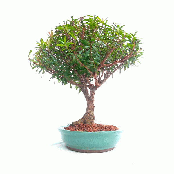 Bonsai de Cereja Anã 8 Anos - Image 5