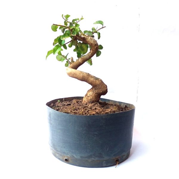 Pré Bonsai de Ligustro