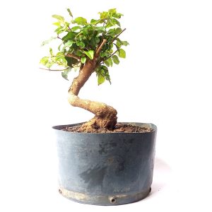 Pré bonsai de Ligustro sinensis