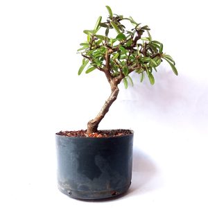 Pré bonsai de Piracanta