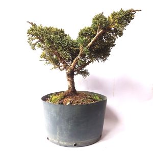 Pré bonsai de shimpaku kishu