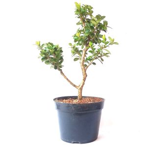 Pré bonsai de buxus sempervirens