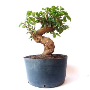 pré bonsai de Ligustro