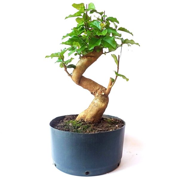 Pré bonsai de ligustrum sinensis