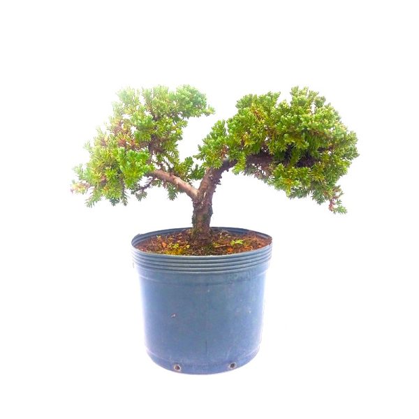 Pré bonsai de junípero procumbens