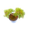 Pré Bonsai de Junípero Procumbens 4 Anos - Imagem 2