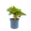 Pré Bonsai de Junípero Procumbens 4 Anos - Imagem 3