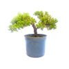 Pré Bonsai de Junípero Procumbens 4 Anos - Imagem 4