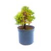 Pré Bonsai de Junípero Procumbens 4 Anos - Imagem 5