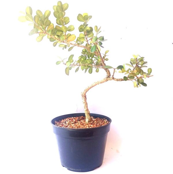 pré bonsai de buxus