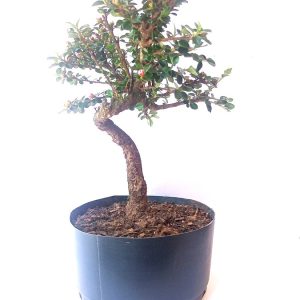 Pré bonsai de Cotoneaster apiculata