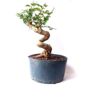 Pré bonsai de Ligustro