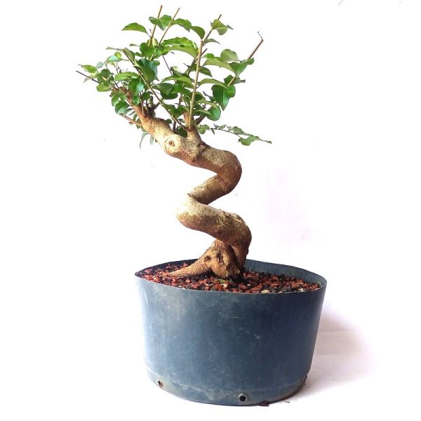 Pré bonsai de Ligustro