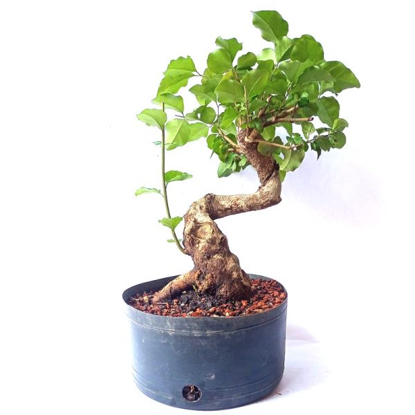 Pré bonsai de Ligustro