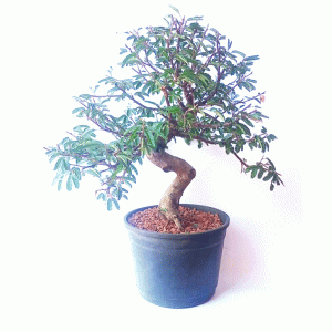 Pré Bonsai de Caliandra Rosa