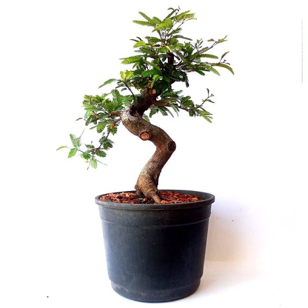 Pré bonsai de caliandra Rosa