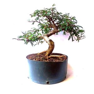 Pré bonsai de Caliandra Rosa