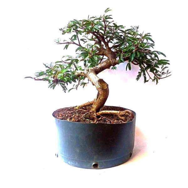 Pré bonsai de Caliandra Rosa